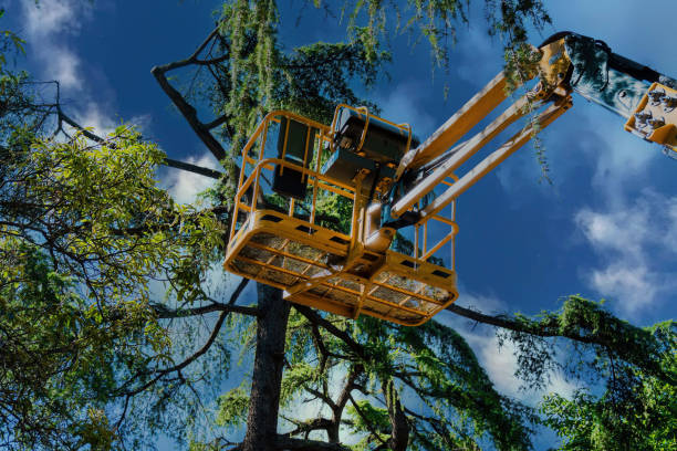 Best Large Tree Removal  in Gotha, FL